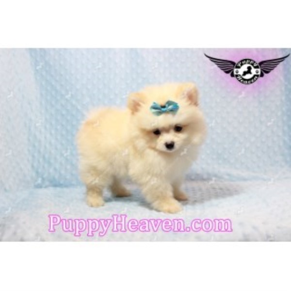Pomeranian puppy for sale + 45944