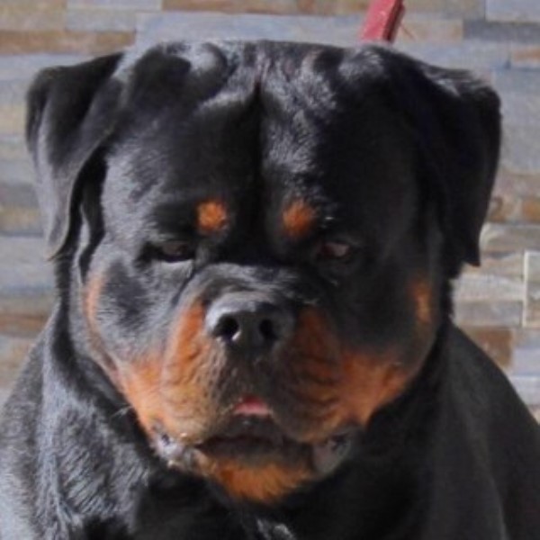 Rottweiler puppy for sale + 44119