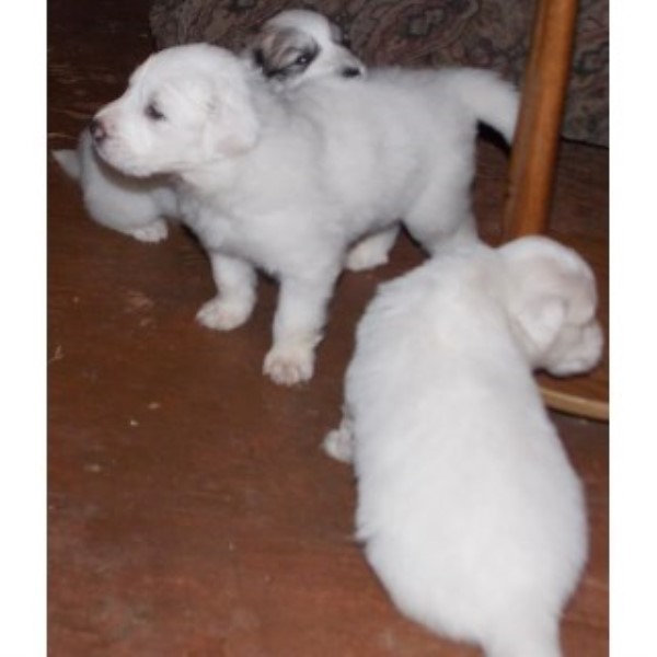 Great Pyrenees puppy for sale + 44296