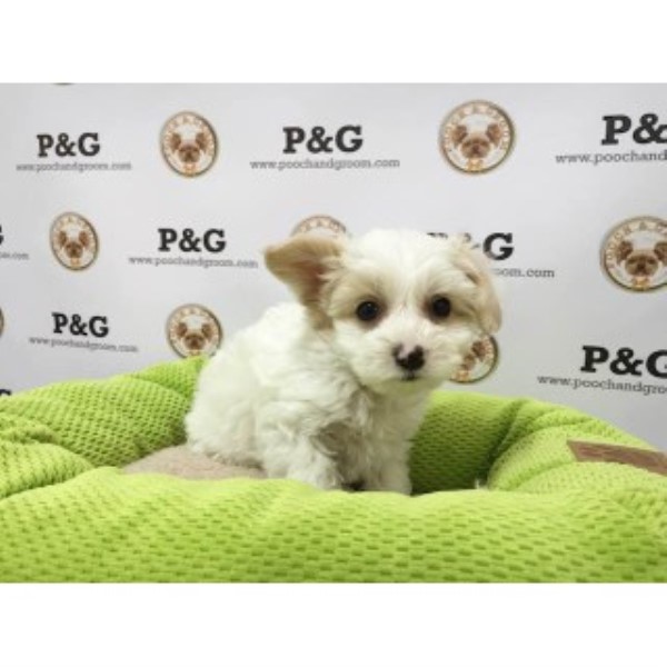 Maltese puppy for sale + 45683