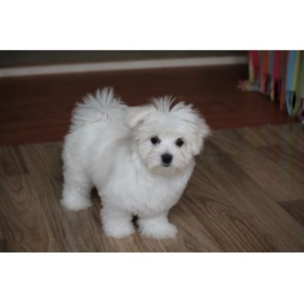 Maltese puppy for sale + 46227
