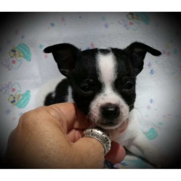 Cute CKC Smoothcoat Male Chihuahua Puppy