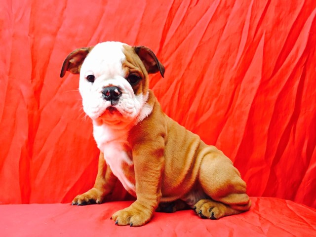 English Bulldog puppy for sale + 47041
