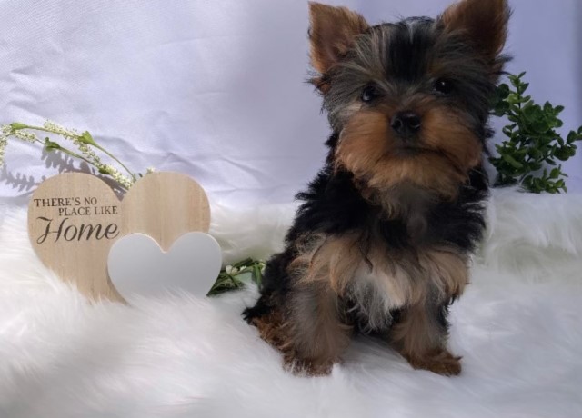 Yorkshire Terrier puppy for sale + 65829