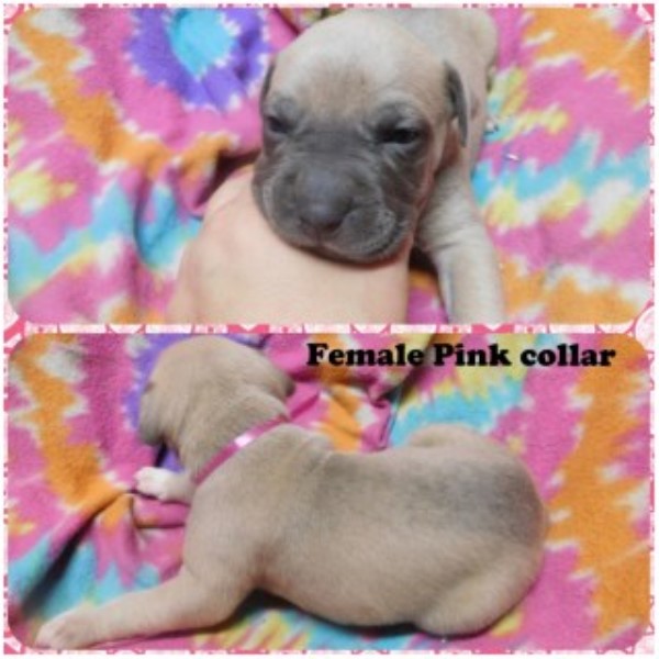 Lilac And Blue Fawn Apbt Puppies