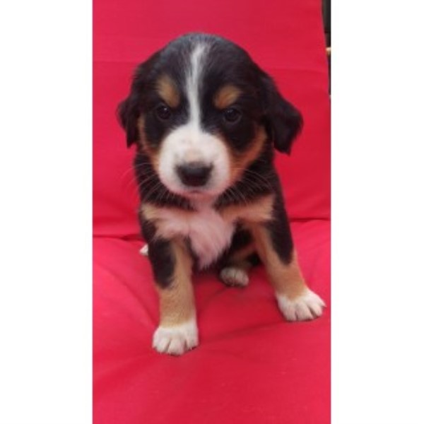 Bernese Mountain Dog puppy for sale + 45980