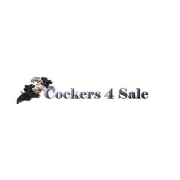 American Cocker Spaniel puppy for sale + 44270