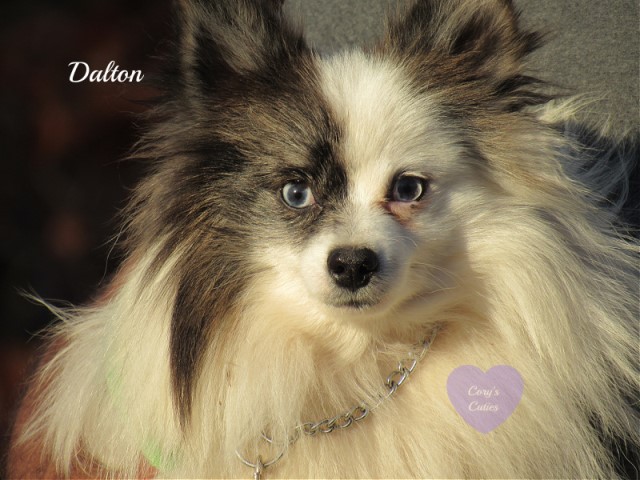 Pomeranian puppy for sale + 62569