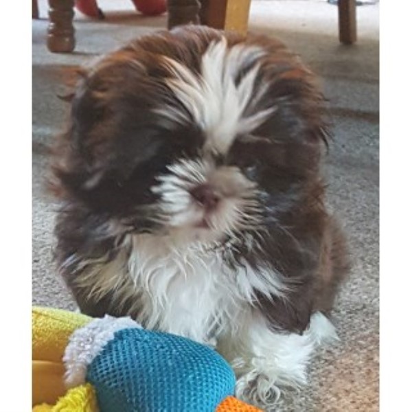 Shih Tzu puppy for sale + 45753