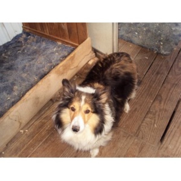 Shetland Sheepdog puppy for sale + 45998