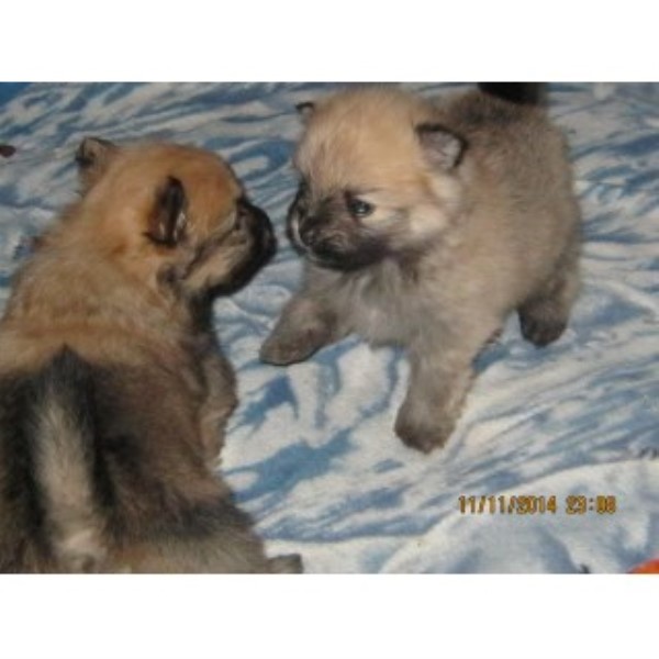 Pomeranian puppy for sale + 46472