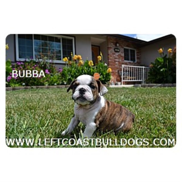 English Bulldog For Sale In California