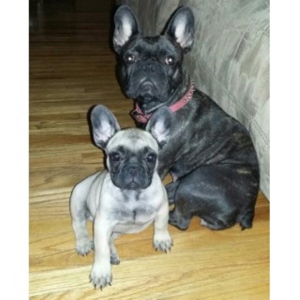 Mff AKC French Bulldogs Pups For Sale!