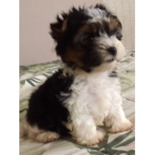 Yorkshire Terrier puppy for sale + 44137