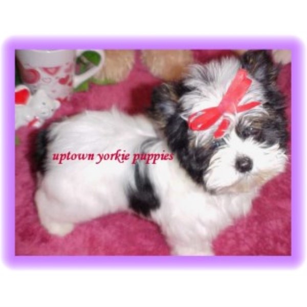 AKC Teacup Yorkie Puppy For Sale