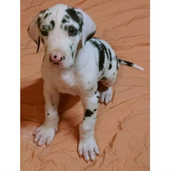 Great Dane puppy for sale + 45943