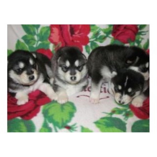 Alaskan Malamute puppy for sale + 46829