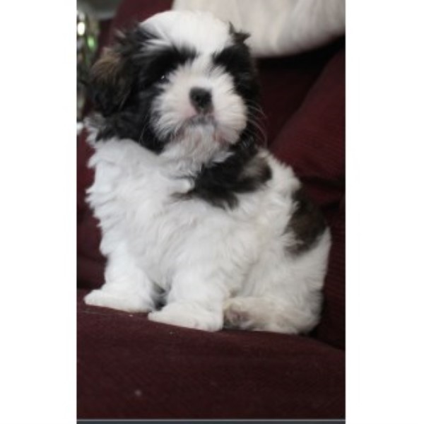 Shih Tzu puppy for sale + 46214