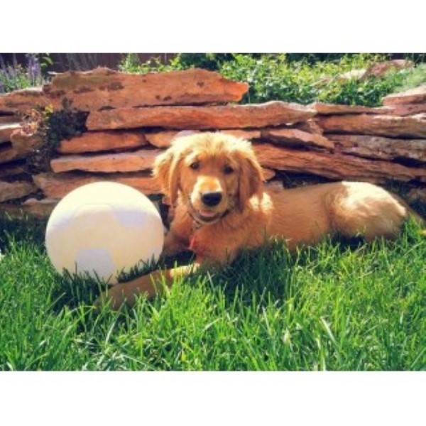 Golden Retriever puppy for sale + 43613