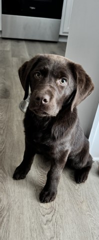 Labrador Retriever puppy for sale + 65811