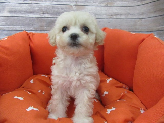 Maltese puppy for sale + 47137