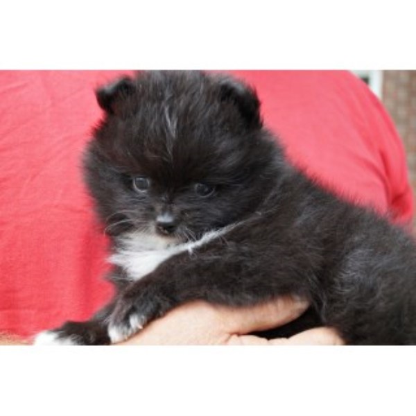 Pomeranian puppy for sale + 46761