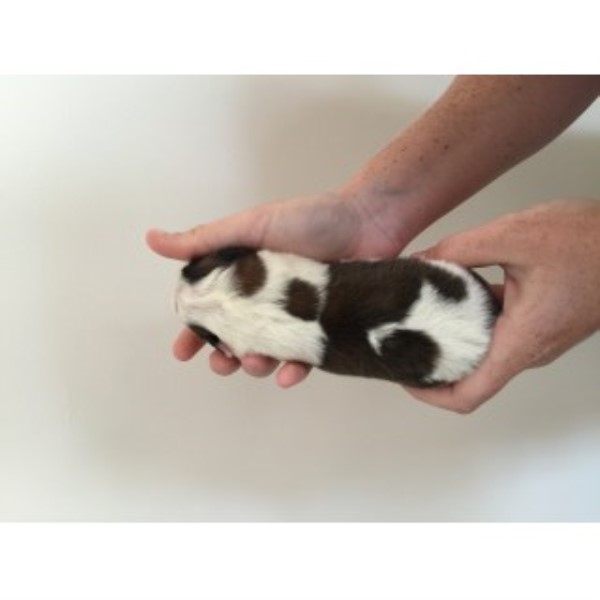 Saint Bernard puppy for sale + 46429