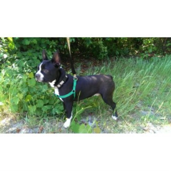 Boston Terrier Male 7 Month Old Puppy For Sale