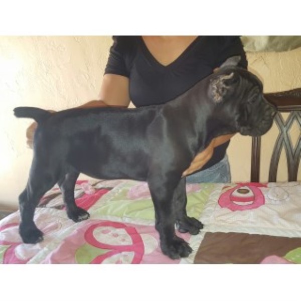 Cane Corso puppy for sale + 46622