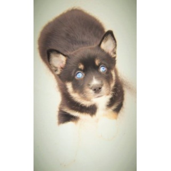 Siberian Husky puppy for sale + 45524