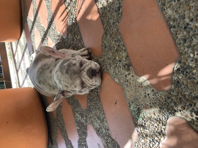 French Bulldog puppy for sale + 64004