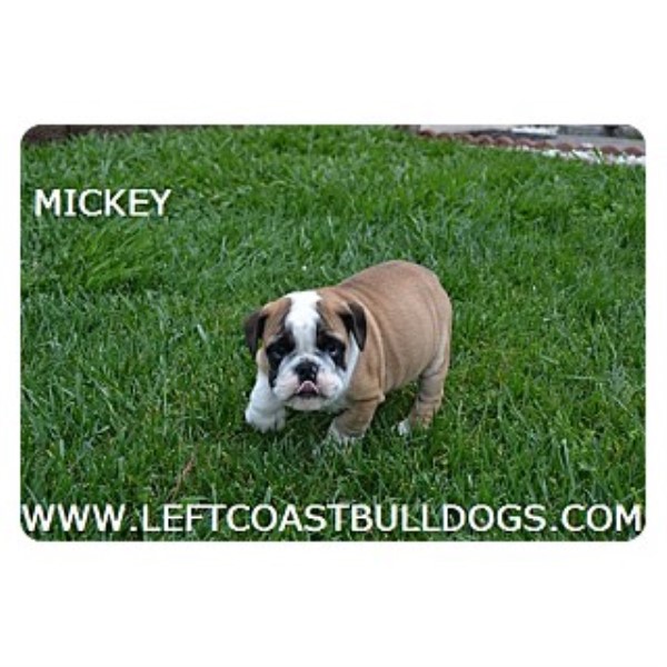 English Bulldog puppy for sale + 45559