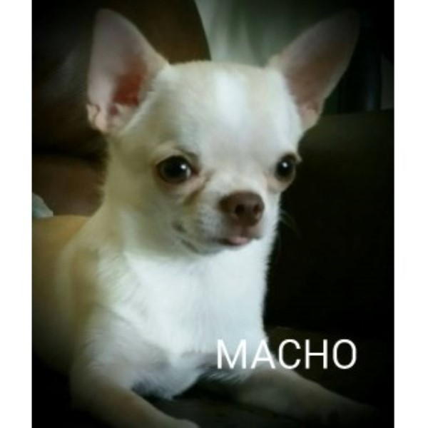 Chihuahua puppy for sale + 45960