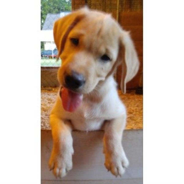 Labrador Retriever puppy for sale + 45842