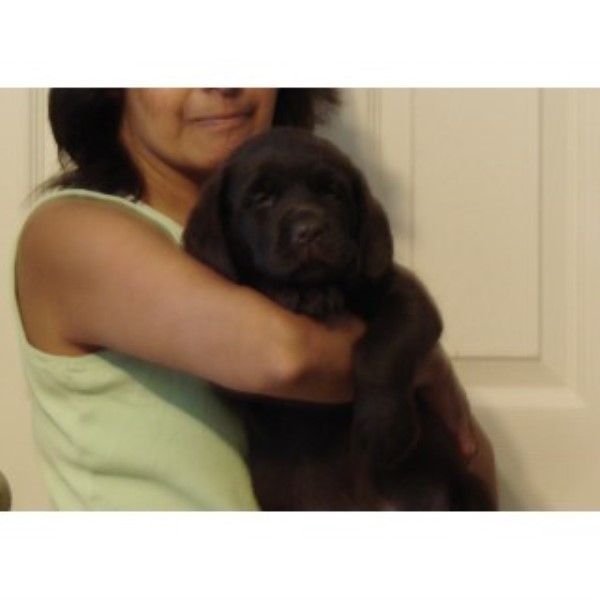 Labrador Retriever puppy for sale + 45019