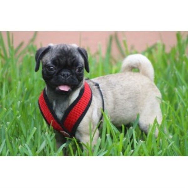 healthy pug pug puppies and dogs for sale and adoption freedoglistings healthy pug pug puppies and dogs for sale and adoption freedoglistings