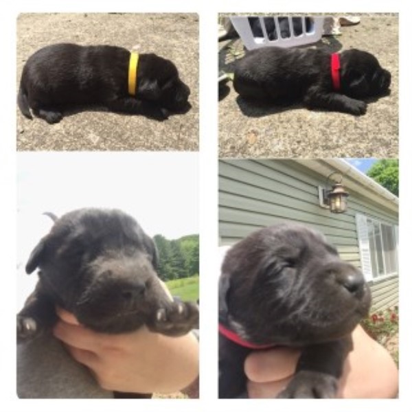 Labrador Retriever puppy for sale + 45646