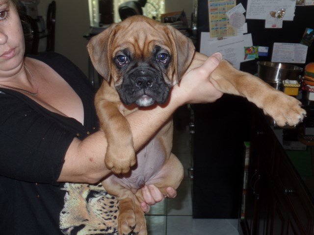 Boxer puppy for sale + 46939