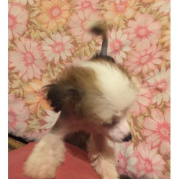 Chinese Crested puppy for sale + 46884