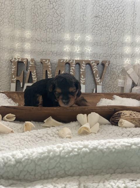 Yorkipoo puppy for sale + 64905