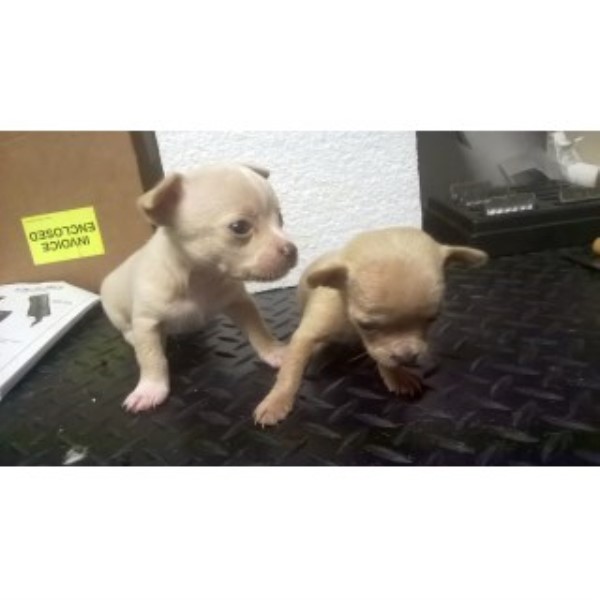 Chihuahuas Two Litters To Choose From