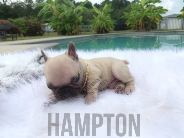 French Bulldog puppy for sale + 62285