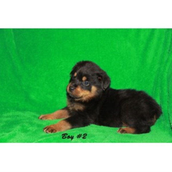 Rottweiler puppy for sale + 45418