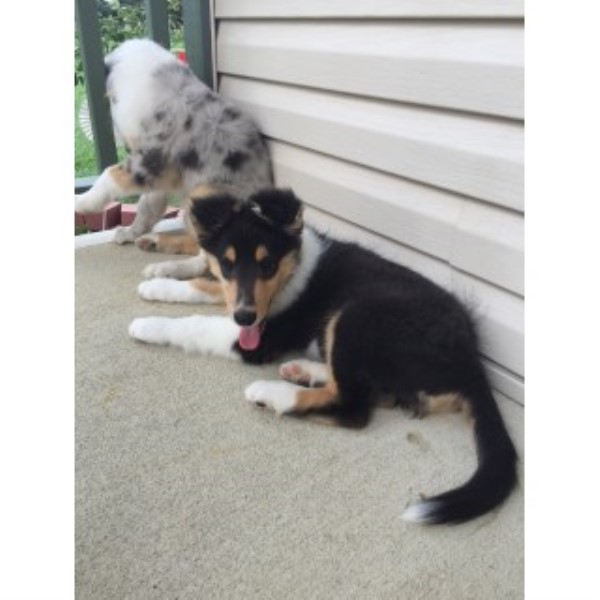 Collie puppy for sale + 46788