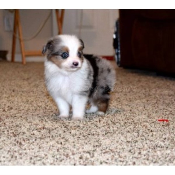 Miniature Australian Shepherd puppy for sale + 44621
