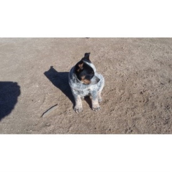 Australian Cattle Dog puppy for sale + 45575