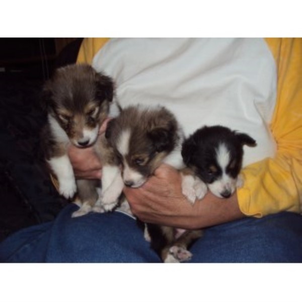 We Have 3 Shellie Puppies For Sale