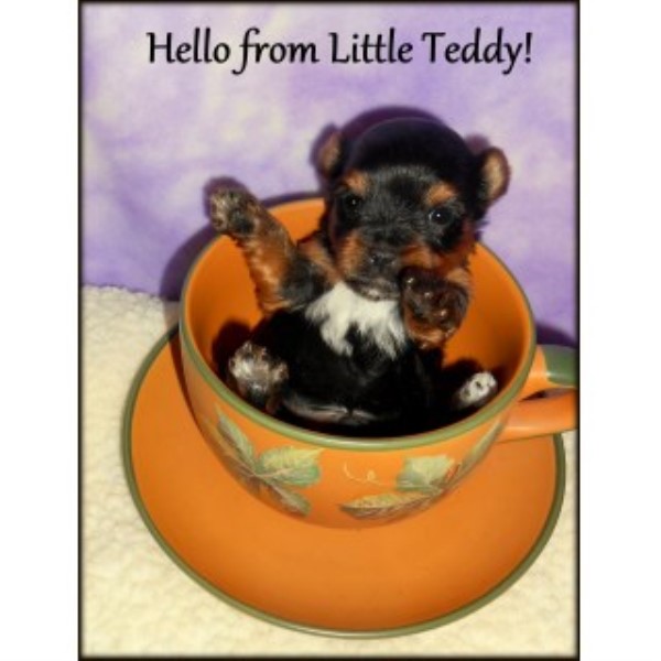 Adorable Small AKC Yorkie Puppies For Sale