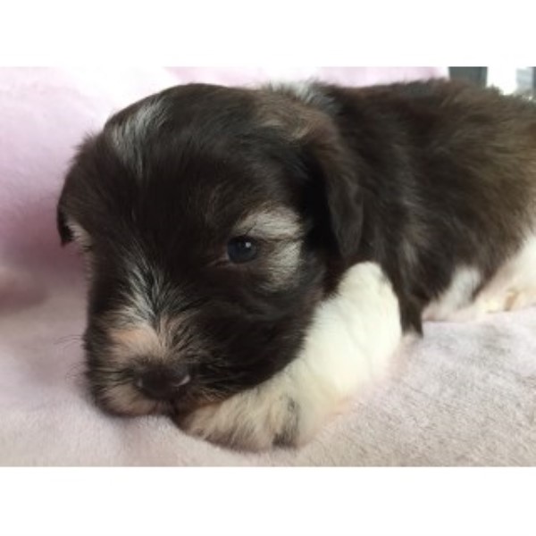 Miniature Schnauzer puppy for sale + 44159