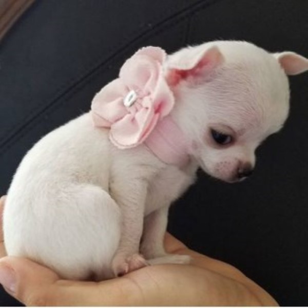 Tiny Apple Head Chihuahua Puppies
